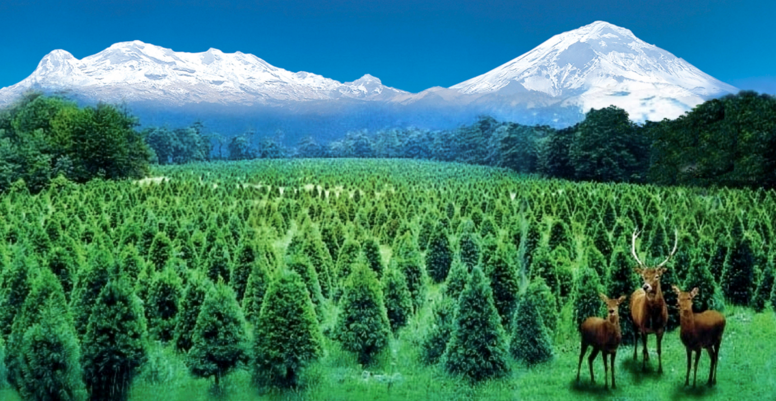 Bosque de árboles de Navidad con venados frente al Popocatépetl y el Iztaccíhuatl